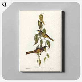 アートパネル-Yellow-throated Honey-eater
 - ジョン グールド Canvas.