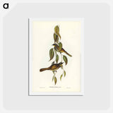 アートポストカード-Yellow-throated Honey-eater
 - ジョン グールド Postcard.