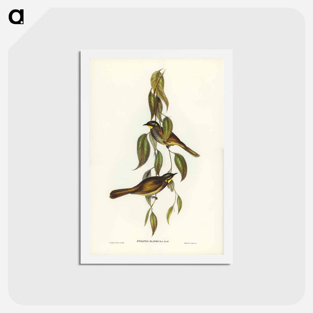アートポストカード-Yellow-throated Honey-eater
 - ジョン グールド Postcard.