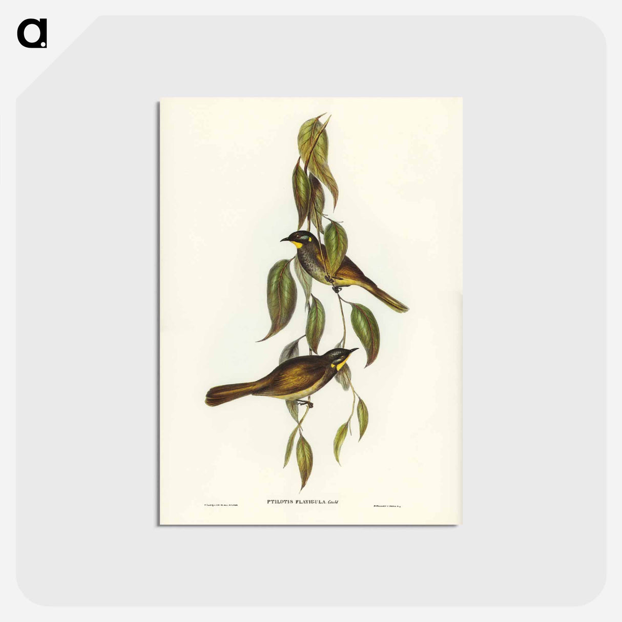アートポストカード-Yellow-throated Honey-eater
 - ジョン グールド Postcard.