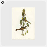 アートポストカード-Yellow-throated Honey-eater
 - ジョン グールド Postcard.
