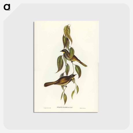 アートポストカード-Yellow-throated Honey-eater
 - ジョン グールド Postcard.