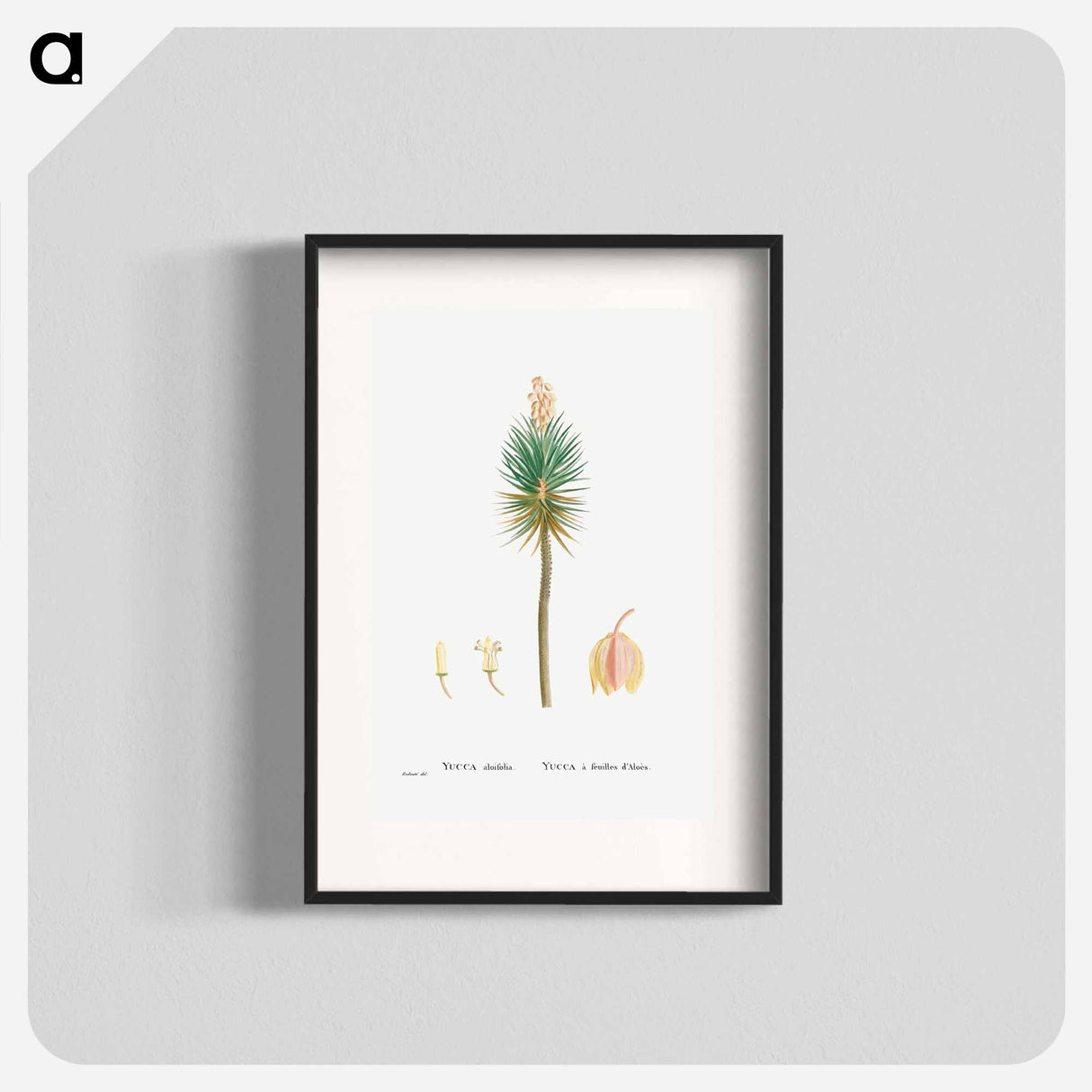 Yucca aloifolia (Aloe Yucca) - Pierre Joseph Redouté Poster.