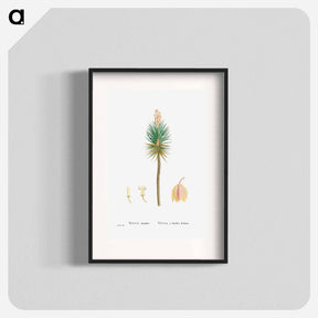 アートポスター-Yucca aloifolia (Aloe Yucca) - ピエール ジョゼフ ルドゥーテ Poster.