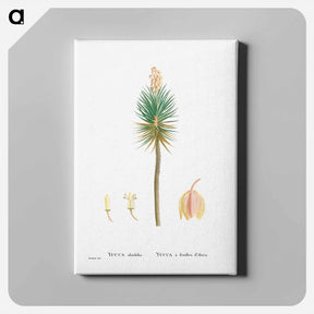 アートパネル-Yucca aloifolia (Aloe Yucca) - ピエール ジョゼフ ルドゥーテ Canvas.