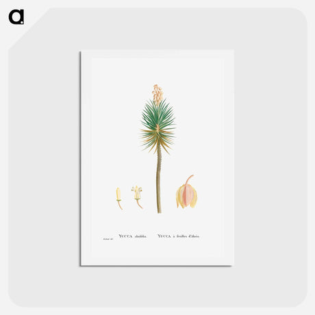 アートポストカード-Yucca aloifolia (Aloe Yucca) - ピエール ジョゼフ ルドゥーテ Postcard.