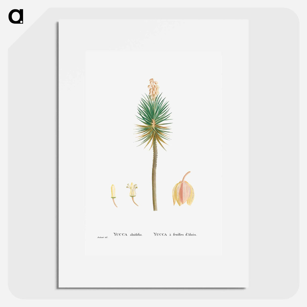 Yucca aloifolia (Aloe Yucca) - Pierre Joseph Redouté Poster.