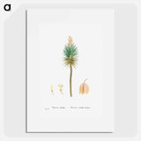 Yucca aloifolia (Aloe Yucca) - Pierre Joseph Redouté Poster.