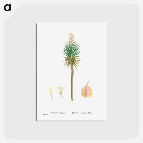アートポストカード-Yucca aloifolia (Aloe Yucca) - ピエール ジョゼフ ルドゥーテ Postcard.