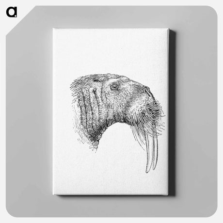 アートパネル-Walrus from Nimrod In The North, Or Hunting And Fishing Adventures In The Artic Regions
 - 大英図書館 Canvas.