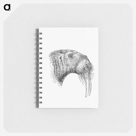 アートメモ帳-Walrus from Nimrod In The North, Or Hunting And Fishing Adventures In The Artic Regions
 - 大英図書館 Memo.