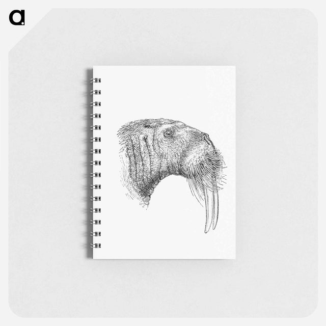 アートメモ帳-Walrus from Nimrod In The North, Or Hunting And Fishing Adventures In The Artic Regions
 - 大英図書館 Memo.