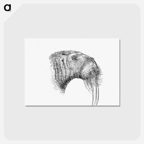 アートポストカード-Walrus from Nimrod In The North, Or Hunting And Fishing Adventures In The Artic Regions
 - 大英図書館 Postcard.