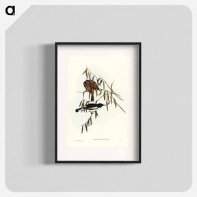 アートポスター-Pied Honey-eater
 - ジョン グールド Poster.