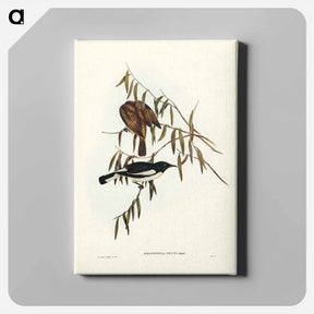 アートパネル-Pied Honey-eater
 - ジョン グールド Canvas.