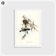 アートポストカード-Pied Honey-eater
 - ジョン グールド Postcard.