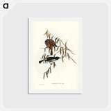 アートポストカード-Pied Honey-eater
 - ジョン グールド Postcard.