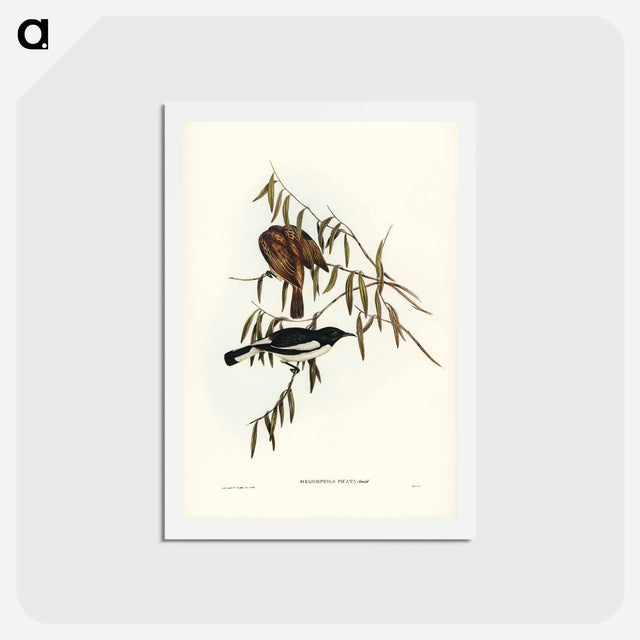 アートポストカード-Pied Honey-eater
 - ジョン グールド Postcard.