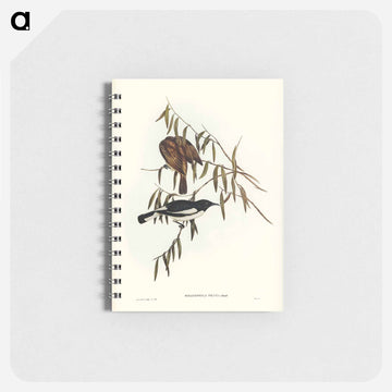 Pied Honey-eater
 - ジョン グールド Memo.
