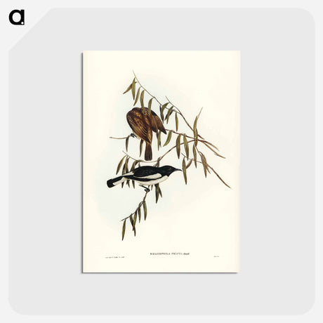 アートポストカード-Pied Honey-eater
 - ジョン グールド Postcard.