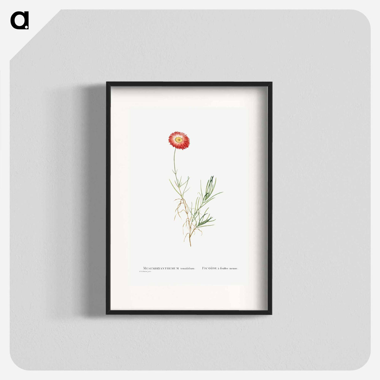 Mesembryanthemum Tenuifolium (Slender–Leaved Fig–Marigold) - Pierre-Joseph Redouté Poster.