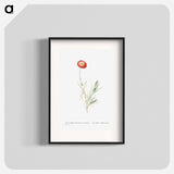 Mesembryanthemum Tenuifolium (Slender–Leaved Fig–Marigold) - Pierre-Joseph Redouté Poster.