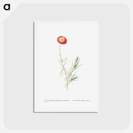 アートポストカード-Mesembryanthemum Tenuifolium (Slender–Leaved Fig–Marigold) - ピエール ジョゼフ ルドゥーテ Postcard.