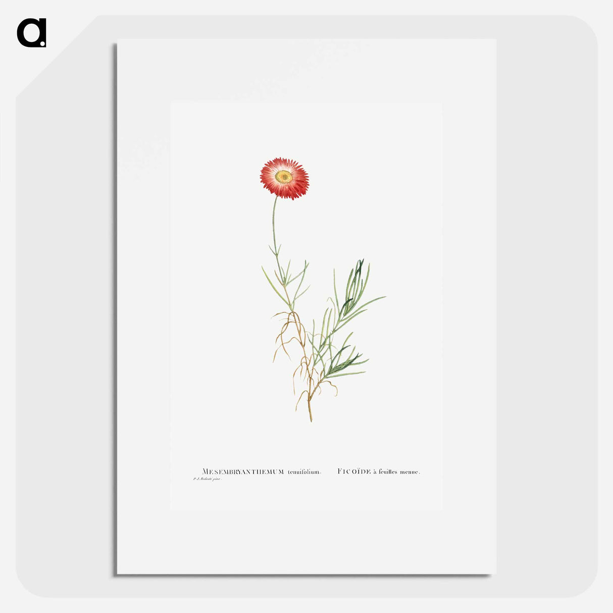 Mesembryanthemum Tenuifolium (Slender–Leaved Fig–Marigold) - Pierre-Joseph Redouté Poster.
