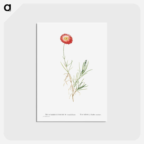 アートポストカード-Mesembryanthemum Tenuifolium (Slender–Leaved Fig–Marigold) - ピエール ジョゼフ ルドゥーテ Postcard.