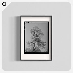 アートポスター-Apache Pine Top
 - ラッセル リー Poster.