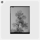 アートポストカード-Apache Pine Top
 - ラッセル リー Postcard.