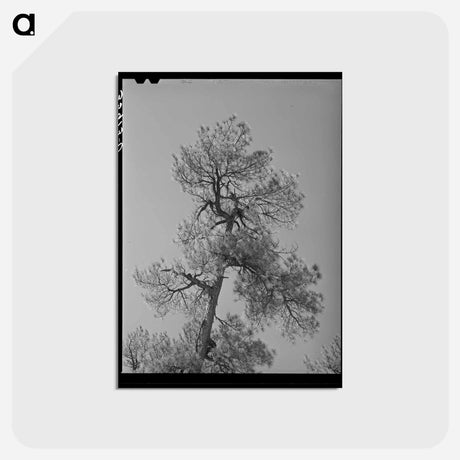 アートポストカード-Apache Pine Top
 - ラッセル リー Postcard.