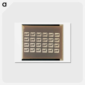 アートポストカード-Trotting
 - エドワード マイブリッジ Postcard.