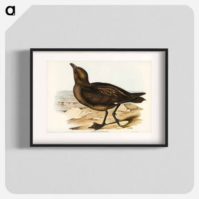 アートポスター-Skua Gull
 - ジョン グールド Poster.