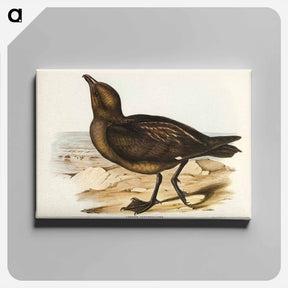 アートパネル-Skua Gull
 - ジョン グールド Canvas.