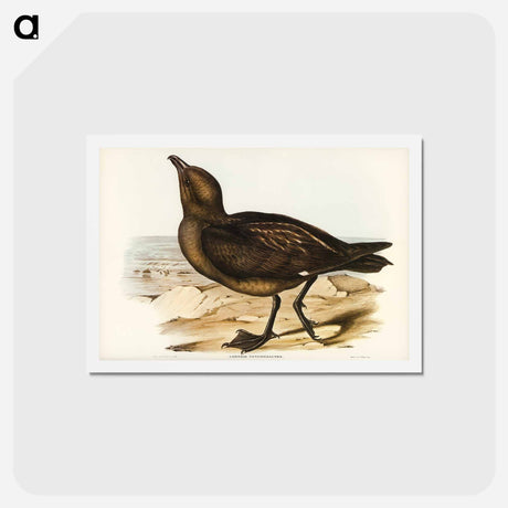アートポストカード-Skua Gull
 - ジョン グールド Postcard.