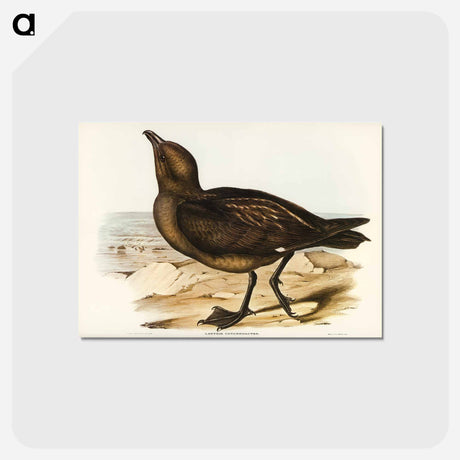 アートポストカード-Skua Gull
 - ジョン グールド Postcard.