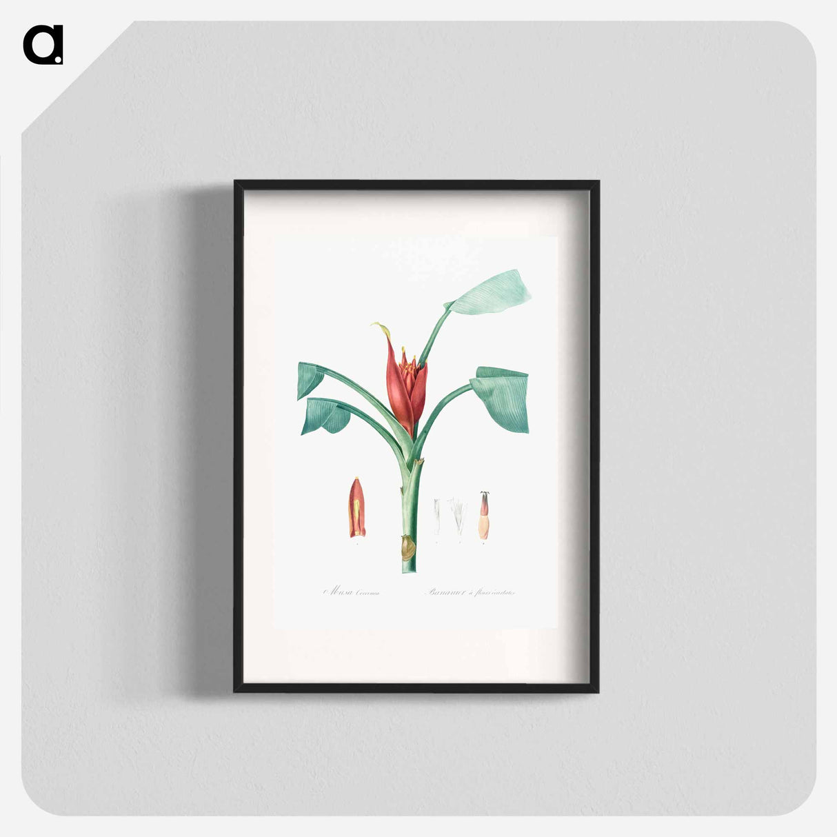 Scarlet banana illustration - Pierre Joseph Redouté Poster.