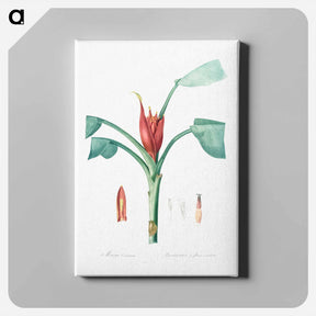 アートパネル-Scarlet banana illustration - ピエール ジョゼフ ルドゥーテ Canvas.