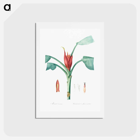 アートポストカード-Scarlet banana illustration - ピエール ジョゼフ ルドゥーテ Postcard.