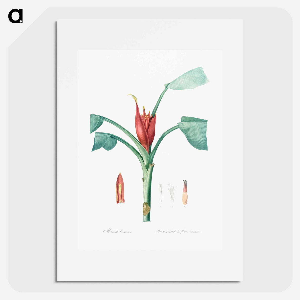 Scarlet banana illustration - Pierre Joseph Redouté Poster.