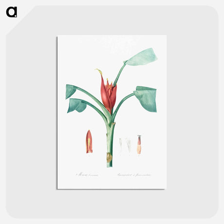 アートポストカード-Scarlet banana illustration - ピエール ジョゼフ ルドゥーテ Postcard.
