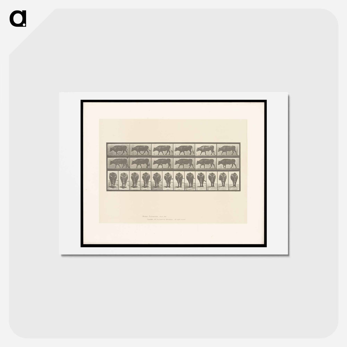 アートポストカード-Ox Walking
 - エドワード マイブリッジ Postcard.