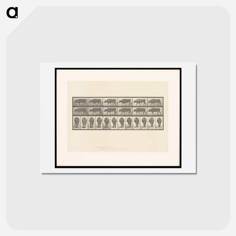 アートポストカード-Ox Walking
 - エドワード マイブリッジ Postcard.