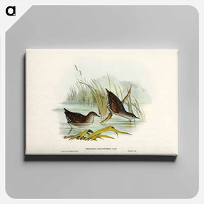 アートパネル-Water Crake
 - ジョン グールド Canvas.