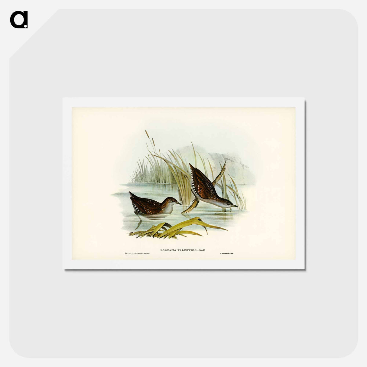 アートポストカード-Water Crake
 - ジョン グールド Postcard.