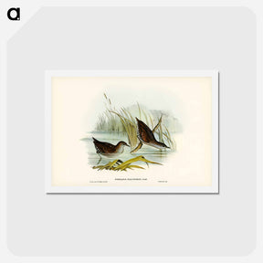 アートポストカード-Water Crake
 - ジョン グールド Postcard.