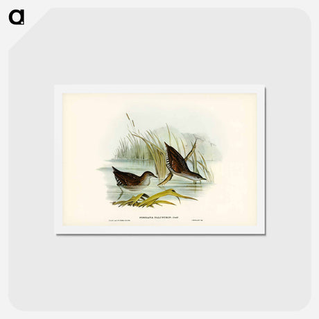 アートポストカード-Water Crake
 - ジョン グールド Postcard.