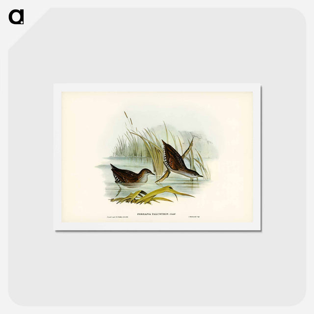 アートポストカード-Water Crake
 - ジョン グールド Postcard.