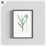 Broadleaf wild leek illustration - Pierre Joseph Redouté Poster.